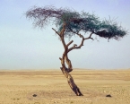 L'arbre du Ténéré